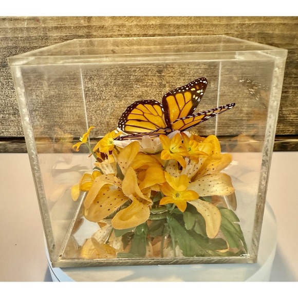 Vintage 1970s Real Monarch Butterfly Display Taxidermy Acrylic Case Decor - Picture 5 of 13